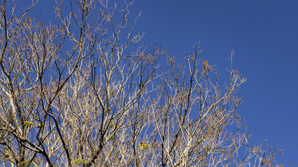 A tree against a blue sky. Branches of barren tree in landscape 
