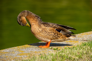 Closeup look at Duck