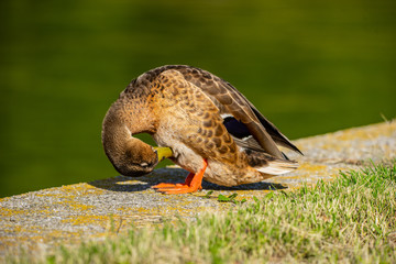 Closeup look at Duck