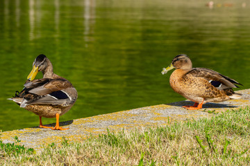 Closeup look at Duck