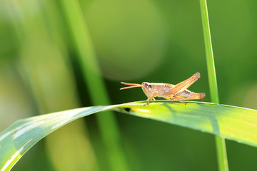 Grashüpfer