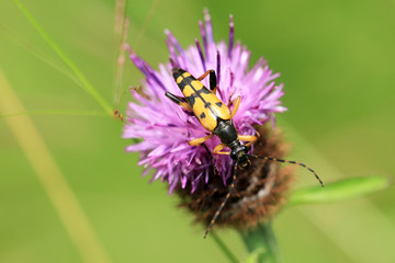 Gefleckter Schmalbock
