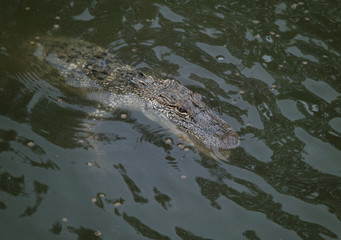 A Young Alligator in the Water with Fish Food