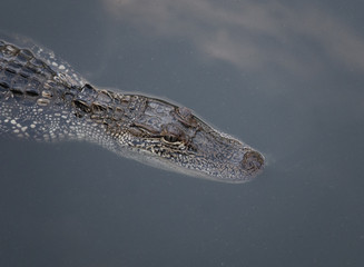 A Young Alligator in the Water