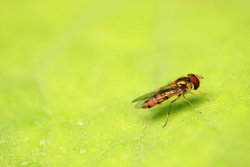 Schwebfliege