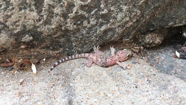Baby-Eidechse, Gekko, Gran-Canaria-Rieseneidechse, Kanareneidechse