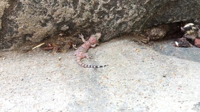 Baby-Eidechse, Gekko, Gran-Canaria-Rieseneidechse, Kanareneidechse