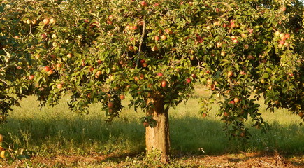 albero di mele rosse