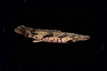 エンドリケリー