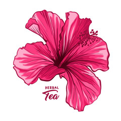 Hawaiian Hibiscus Fragrance Flower or Mallow Pink Chenese Rose. Flora and Isolated Botany Plant with Petals. Red Tropical Karkade or Bissap Herbal Tea, Crimson Flora. Blossom and Nature Theme. - obrazy, fototapety, plakaty
