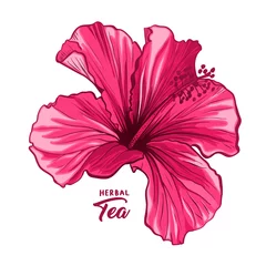 Foto op Aluminium Hawaiian Hibiscus Fragrance Flower or Mallow Pink Chenese Rose. Flora and Isolated Botany Plant with Petals. Red Tropical Karkade or Bissap Herbal Tea, Crimson Flora. Blossom and Nature Theme. © ilonitta
