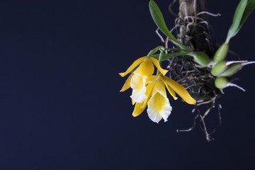 yellow orchid on a dark background