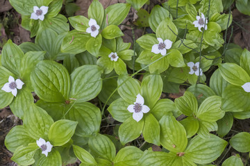 Dwarf Dogwood, Bartlett Cove, Glacier Bay, Alaska