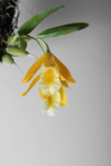 close up of beautiful orchid flower as background