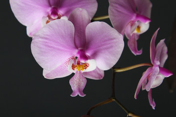 Naklejka na ściany i meble Magenta blossom phalaenopsis at right side of dark Pink orchid on a dark background