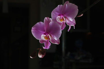 Magenta blossom phalaenopsis at right side of dark Pink orchid on a dark background