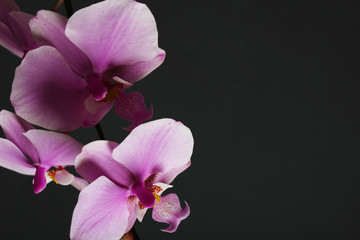 Magenta blossom phalaenopsis at right side of dark Pink orchid on a dark background
