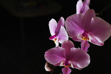 Magenta blossom phalaenopsis at right side of dark Pink orchid on a dark background