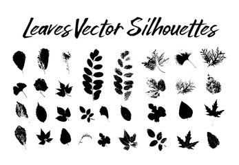 Black silhouette with leaf of rowan or sorb, ginkgo and maple, hop and thuja, aspen and birch, hornbeam and blackberry, poplar. Prints of leaves on twig or stem, branch. Flora and nature theme
