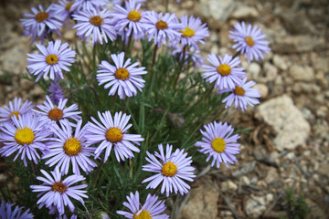 Purple wild flowers going in dirt patch