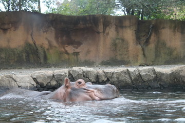 Hippopotamus in water at zoo habitat