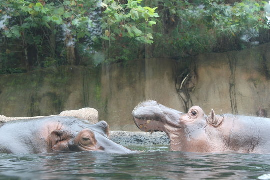 Two hippos fighting in zoo habitat with water