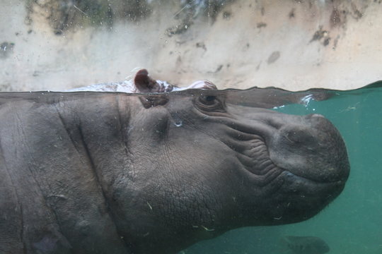 Hippopotamus  with face under water from the side