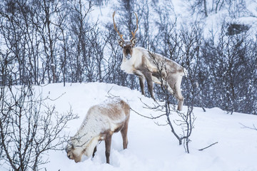 Fototapeta premium Scandinavian wild male and female reindeer or caribou standing in a forest with snow