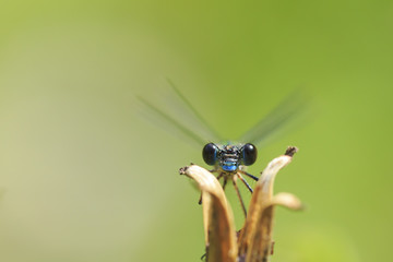 Detail closeup of a western willow emerald damselfly Chalcolestes viridis