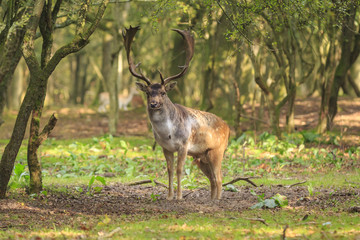 Big Fallow deer stag with large antlers walking in a forest