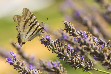 Scarce swallowtail butterfly (Iphiclides podalirius) butterfly on purple lavender flowers