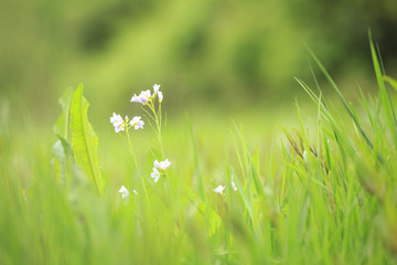 Obraz na płótnie Canvas Cuckooflower Cardamine pratensis blooming in a meadow
