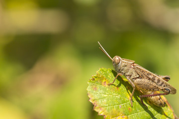 Meadow Grasshopper - Chorthippus parallelus