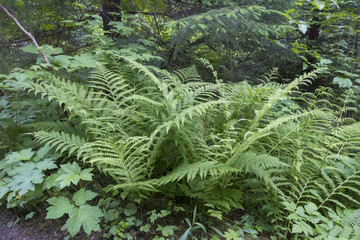 Green Fern, Bartlett Cove, Alaska