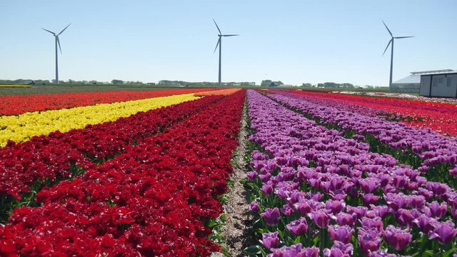 Piantagione di tulipani in Olanda