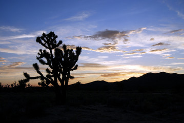 joshua tree sunset