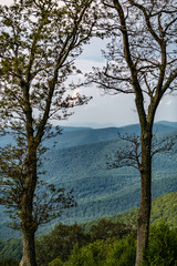 Tree with mountains beyond in the Shenandoah National Forest viewed from the Skyline Parkway in western Virginia