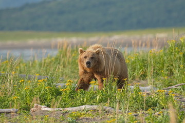 Grizzly in the grass