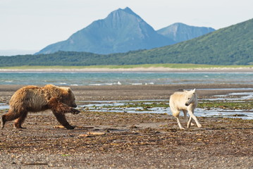 Grizzly (ursu arctos) charges wolf (canis lupus) in Katmai park