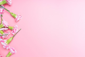 Obraz na płótnie Canvas pink carnations flower for on pink