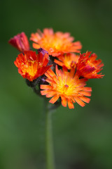 Orange Hawkweed, Alaska