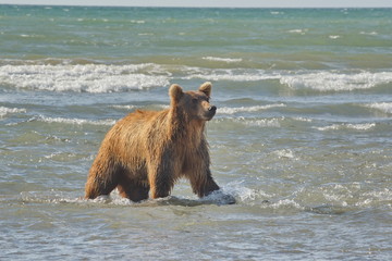 Naklejka premium Pacific Coastal Brown bears (usus arctos) - grizzliy - on the Kenai peninsual