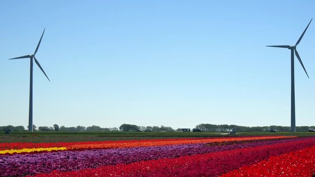 Tulipani in Olanda