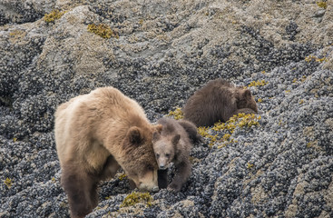Brown Bear Mama and Snuggling Cub, Glacier Bay, Alaska