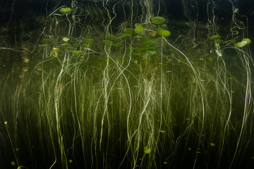 Young Lily Pads in Calm Freshwater Pond