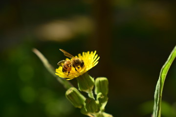 Abeja en flor amarilla