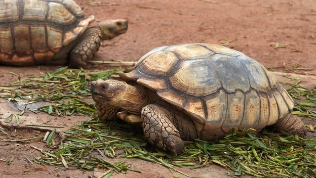 african spurred tortoise (Geochelone sulcata) resting in the garden