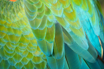 Details of a Macaw feathers