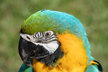 Portrait of a  blue and gold macaw