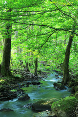 Obraz premium Ulfenbach